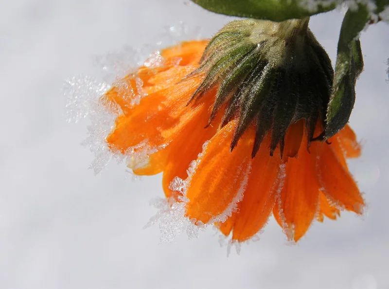 Winter: Rest and Rebuild